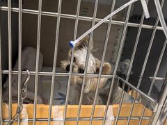 -北京派仕佳德动物医院·超导核磁·CT·神经科·骨科·内外科·急重症管理中心