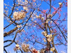 -梅花山(明孝陵内)