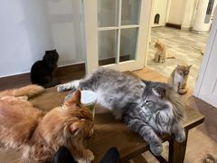 -楼上猫咖(罗湖店)