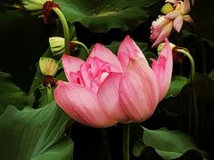-成都市文化公园