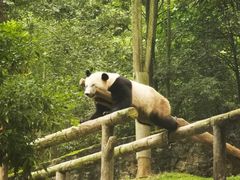-都江堰中华大熊猫苑