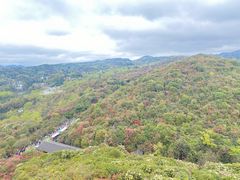 -贵州百里杜鹃风景名胜区