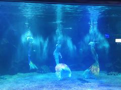 -石家庄海洋公园
