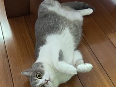 -老吴的猫·猫舍(新区店)