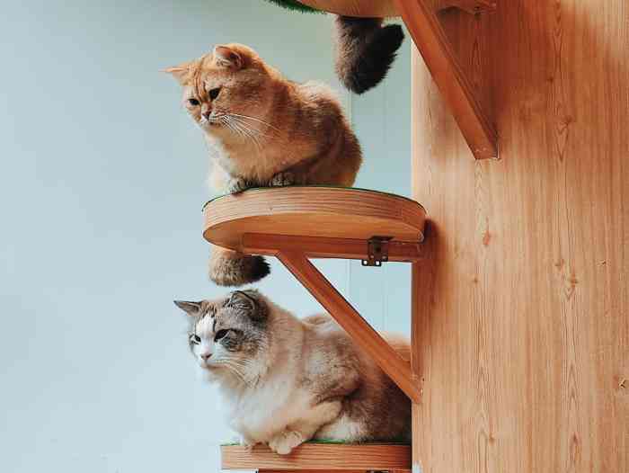 catier61猫公馆·猫咪咖啡(大学路店)-"抽到霸王餐,开心到飞起.