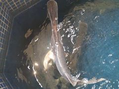 -鸿渡渔庄·特色鸭咀鱼