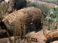 -陕西自然博物馆