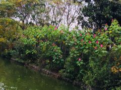 -荆川公园