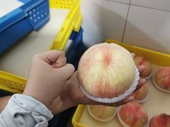 -老袁家蜜桃农场·阳山水蜜桃