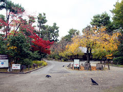 -名古屋城