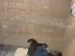 -唐小姐の私宠·宠物洗护美容·撸猫馆·购宠(周浦万达旗舰店)