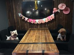 -百好乐宠物友好餐厅(朝外大街店)