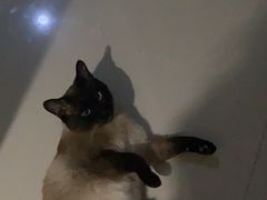 -圣宠动物医院·犬猫专科·影像中心·外科中心