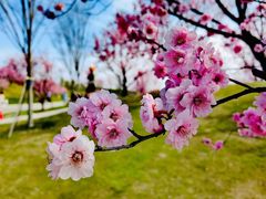 -花开海上生态园