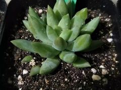 -金乐活美食(中街店)