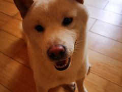 -喜柴咖啡·柴犬狗咖