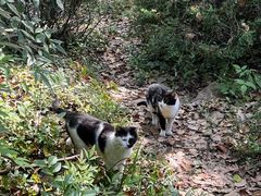 -上海佘山国家森林公园天马山园