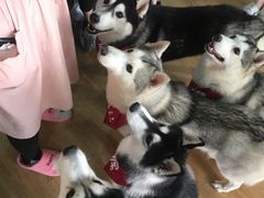 -Husky Go! 哈士奇体验馆·宠物咖啡厅狗咖