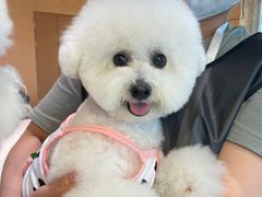 -帕帕拉兹宠物(亚洲旗舰店)