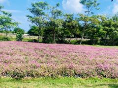 -亚龙湾国际玫瑰谷