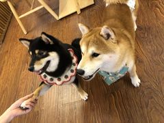 -豆柴町-柴犬主题狗咖(红鼎国际C座店)