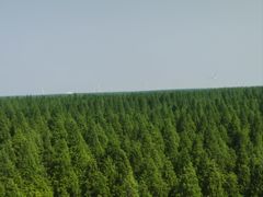 -黄海国家森林公园