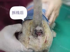 -瑞派申生动物医院·24H夜诊·国际动物医疗中心·骨外科(吴中路店)