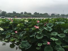 -山东大学(洪家楼校区)