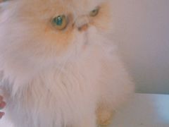 -猫色咖啡·猫咖