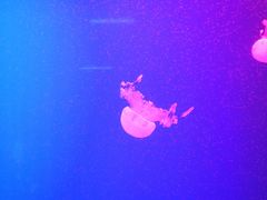 -福州罗源湾海洋世界旅游区