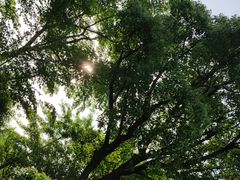 -昆山城市生态森林公园