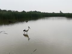 -盐城丹顶鹤湿地生态旅游区