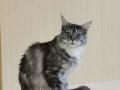 -飞行喵MR PILOT|猫舍·猫咖(静安大融城店)