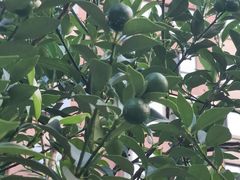 -南通博物苑-崇川人民公园