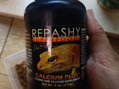 -酷以爬仙阁实体爬宠店·守宫·蜥蜴·专业繁育