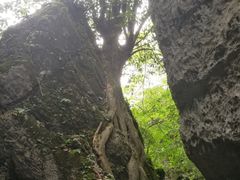 -山王坪喀斯特国家生态公园