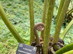 -深圳仙湖植物园