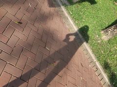 -深圳龙潭公园