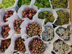 -循礼门鲜花花市(武汉循礼门店)