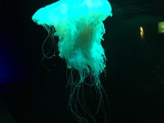 -西海国立公园九十九岛水族馆