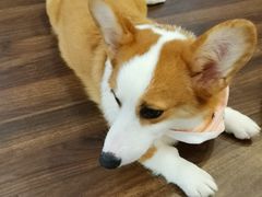 -柯斗斗主题餐厅·狗咖·围炉煮茶·茶饮(国瑞升平里店)