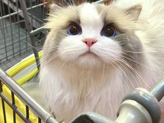 -爱侣宠医·鹦鹉专科·小型哺乳类·异宠专科(灵石路店)