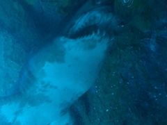 -迪拜水族馆及水下动物园