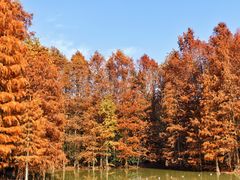 -上海海湾国家森林公园