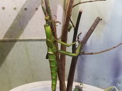 -上海大自然野生昆虫馆(东方明珠·爬宠昆虫探索中心)