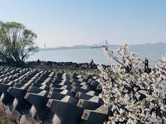 -上海滨江森林公园