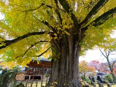-医王山·飞騨国分寺