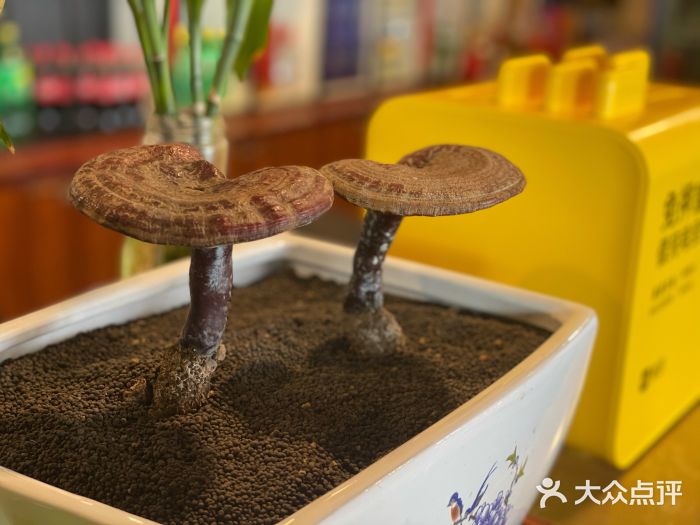 泽成冰煮羊(长春店)图片