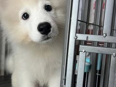 -艾贝尔宠物医院 ·内科全科(梁溪路店)