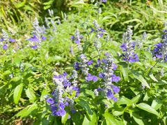 -上海共青森林公园